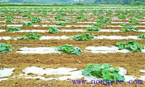 南瓜定植时间如何掌握 南瓜定植后管理技术要点-会东网
