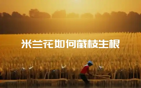 米兰花如何截枝生根-会东网