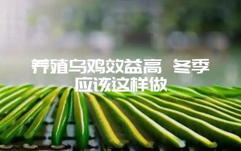 养殖乌鸡效益高 冬季应该这样做-会东网
