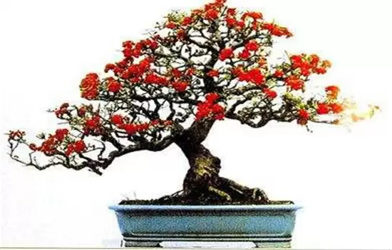 火棘如何盆栽?讲述火棘种植的那些细节问题-会东网