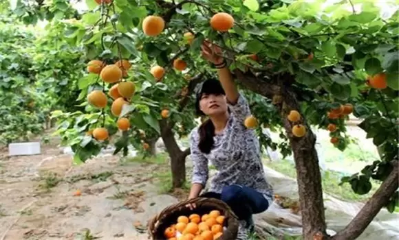 杏树栽培管理技术五步骤-会东网