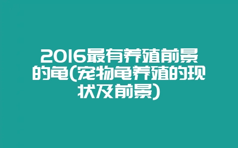 2016最有养殖前景的龟(宠物龟养殖的现状及前景)-会东网