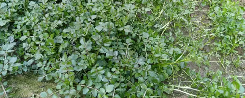 西洋菜种植时间和方法-会东网