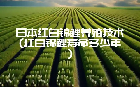 日本红白锦鲤养殖技术(红白锦鲤寿命多少年)-会东网