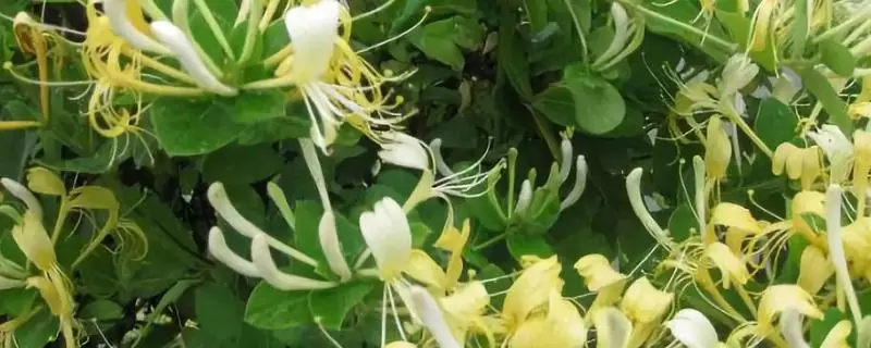 承包土地可以种植什么,种植项目分析-会东网