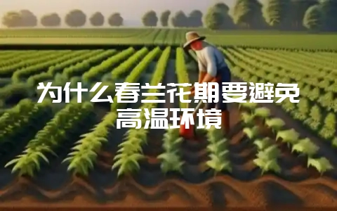 为什么春兰花期要避免高温环境-会东网