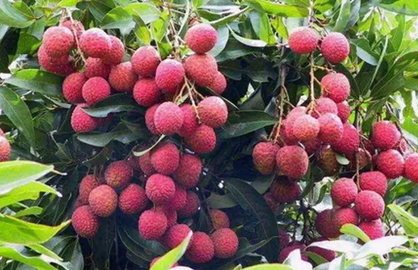 野生荔枝的功效与作用-会东网