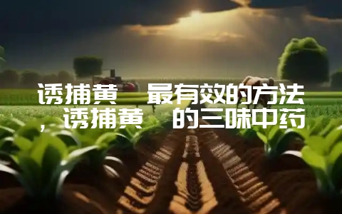 诱捕黄鳝最有效的方法，诱捕黄鳝的三味中药-会东网
