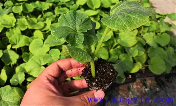 南瓜苗什么时候种植 南瓜苗怎样种植才高产-会东网