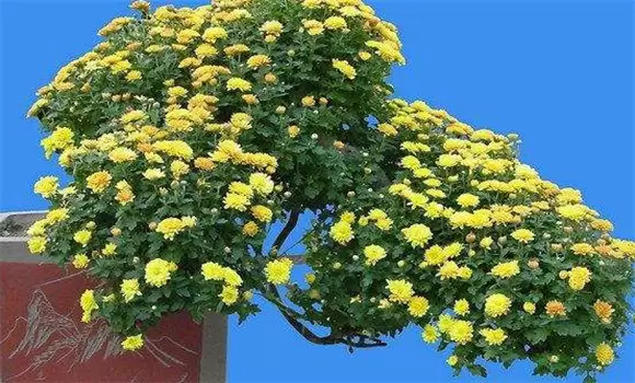 悬崖菊栽培技术要点-会东网