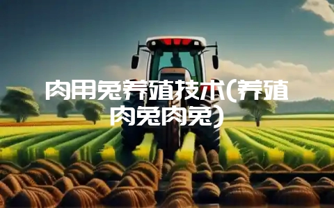 肉用兔养殖技术(养殖肉兔肉兔)-会东网