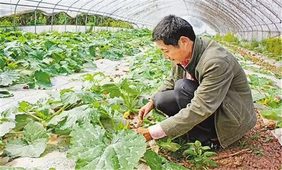 蜜本南瓜种植时间 蜜本南瓜什么时候种植-会东网