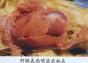 小鹅的常见症状与预防-会东网