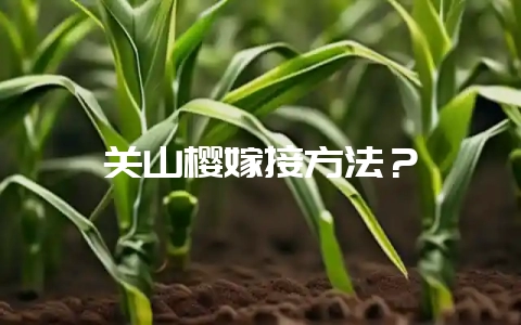 关山樱嫁接方法?-会东网