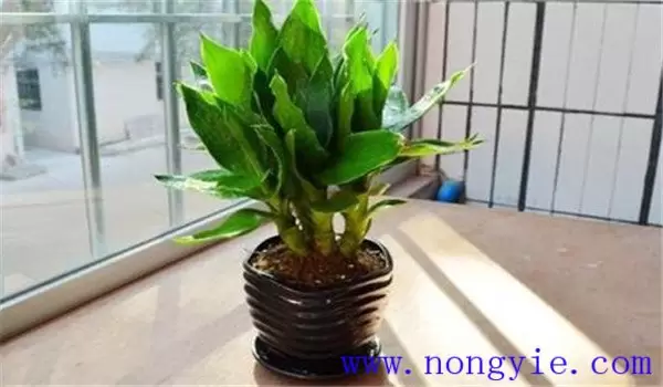 观音竹怎么养才能长得好,关注这四点就够了-会东网