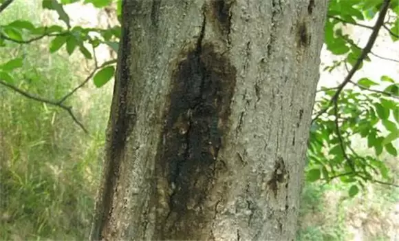 核桃腐烂病的症状表现 核桃腐烂病的防治方法-会东网