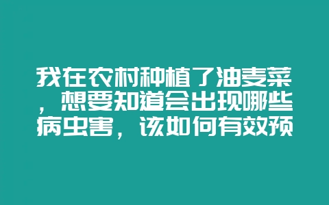 我在农村种植了油麦菜，想要知道会出现哪些病虫害，该如何有效预防？-会东网