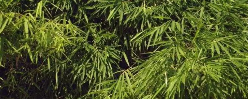 簕竹的养殖方法,可以采用分株或播种繁殖-会东网