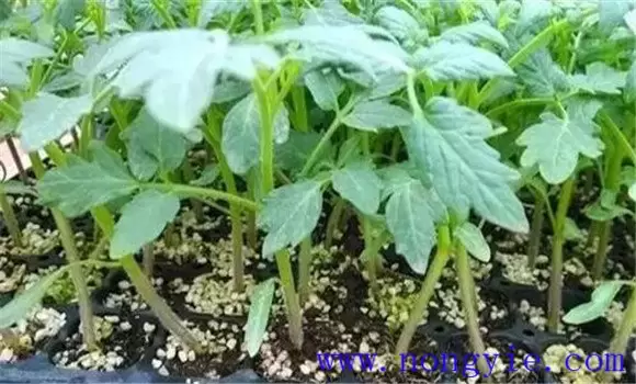 番茄无土栽培技术的三个要点-会东网