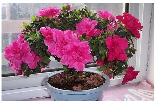 杜鹃花的养殖要注意遮荫-会东网