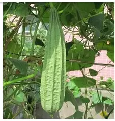 怎样种植丝瓜 盆栽丝瓜的种植方法-会东网