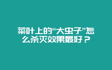 菜叶上的“大虫子”怎么杀灭效果最好？-会东网