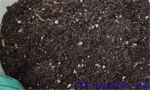 茶花养护与管理方法 栽培管理茶花要注意什么-会东网