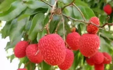 荔枝种植园建设要求-会东网