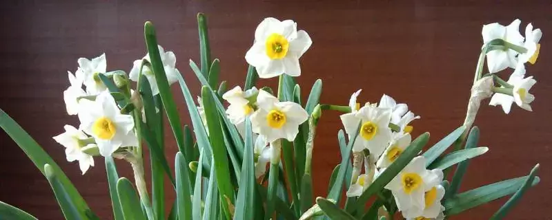 水仙花的水培养殖方法，准备健康的种球-会东网