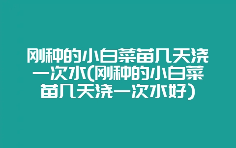 刚种的小白菜苗几天浇一次水(刚种的小白菜苗几天浇一次水好)-会东网