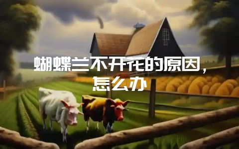 蝴蝶兰不开花的原因，怎么办-会东网