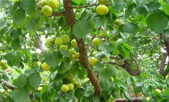 山杏高效种植技术要点-会东网