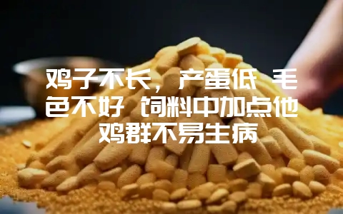 鸡子不长,产蛋低 毛色不好 饲料中加点他 鸡群不易生病-会东网