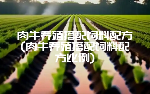 肉牛养殖搭配饲料配方(肉牛养殖搭配饲料配方比例)-会东网