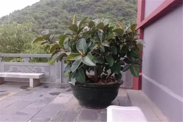 盆栽橡皮树怎么养 印度橡皮树养殖五大要点-会东网