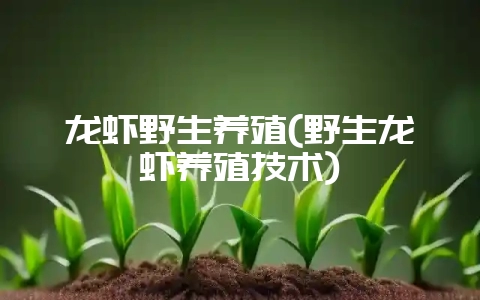 龙虾野生养殖(野生龙虾养殖技术)-会东网