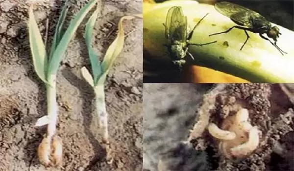 大葱生蛆是什么原因导致的,如何防治大葱生蛆-会东网