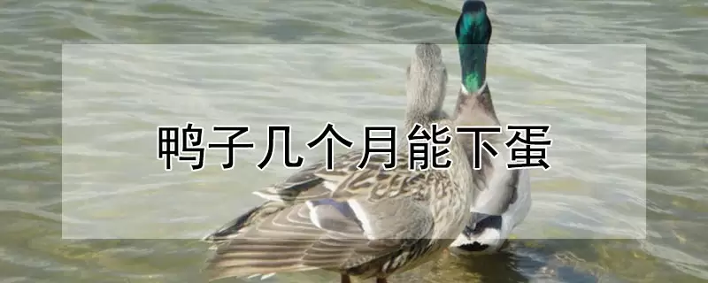 鸭子几个月能下蛋-会东网