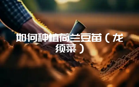 如何种植荷兰豆苗（龙须菜）-会东网