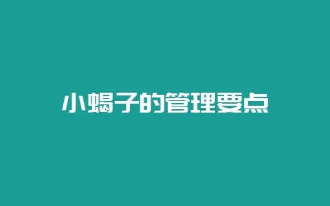 小蝎子的管理要点-会东网
