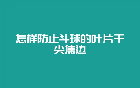 怎样防止斗球的叶片干尖焦边-会东网