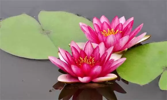 睡莲的种植方法 睡莲如何种植-会东网