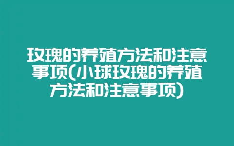玫瑰的养殖方法和注意事项(小球玫瑰的养殖方法和注意事项)-会东网