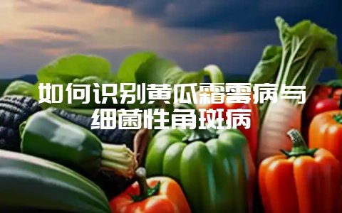 如何识别黄瓜霜霉病与细菌性角斑病-会东网