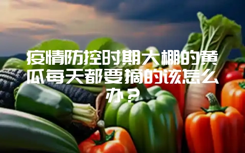 疫情防控时期大棚的黄瓜每天都要摘的该怎么办？-会东网