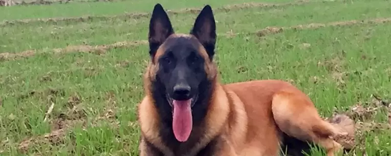 马犬幼犬如何喂养，婴儿期每天需要喂三次-会东网