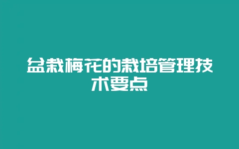 盆栽梅花的栽培管理技术要点-会东网