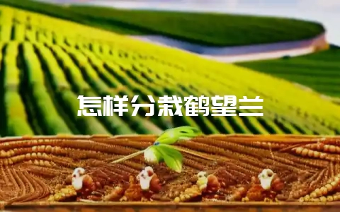 怎样分栽鹤望兰-会东网