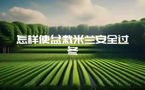 怎样使盆栽米兰安全过冬-会东网