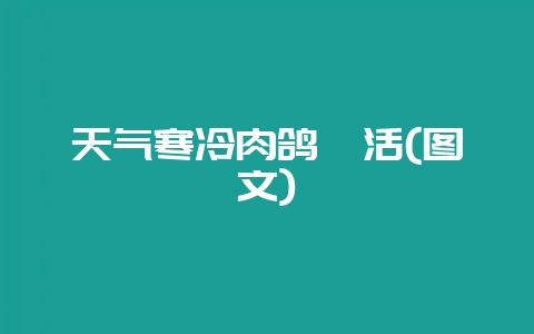 天气寒冷肉鸽咋活(图文)-会东网
